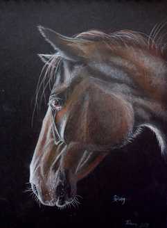 Pencil colour and chalk pastel drawing of a dark liver brown horse portrait on a black paper background