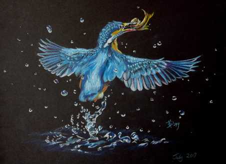 Pencil colour and chalk pastel drawing of a blue kingfisher flying with a fish with water splashes on a black paper background