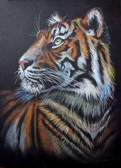 Pencil colour portrait drawing of an orange tiger on a black paper background