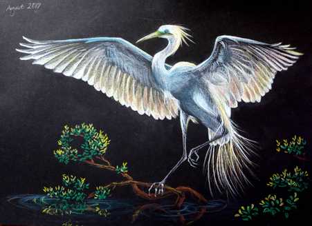 Pencil colour drawing of a white egret spreading its wings as it perches on a half submerged branch on a black paper background