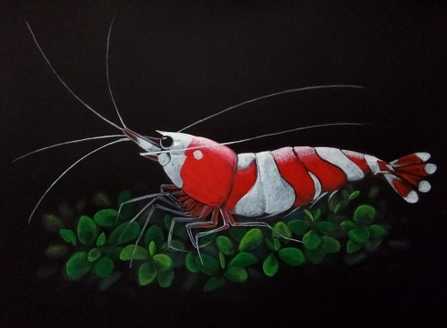 Acrylic and pencil colour painting of a red and white crystal shrimp on leaves on a black paper background
