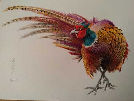 Fine detailed realistic watercolour painting of a pheasant walking with tail feathers displayed