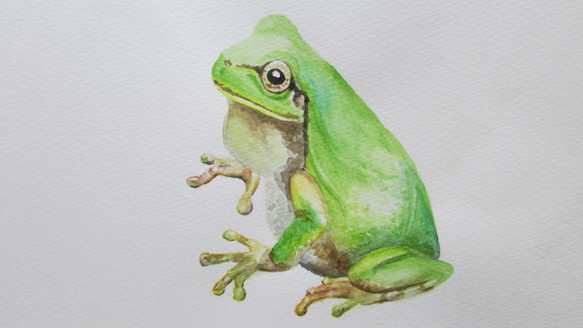 fine detailed realistic watercolour painting of a Japanese green tree frog sitting