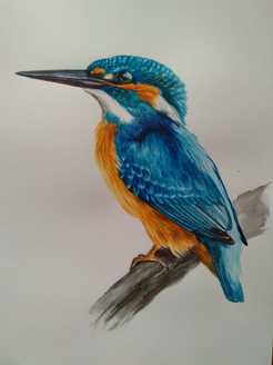 Fine detailed watercolour painting of a kingfisher perched on a branch