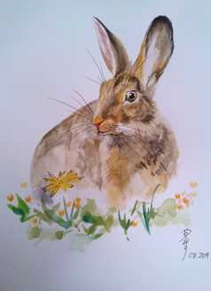Watercolour painting of a wild brown rabbit in amongst dandelions and other flowers
