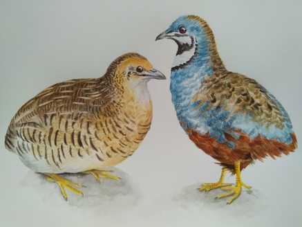 Watercolour painting of a male and female button quail