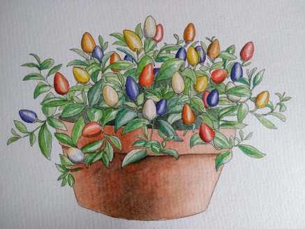 Watercolour painting of rainbow peppers in a brown pot